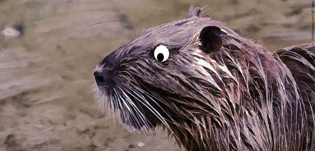 surprise-nutria